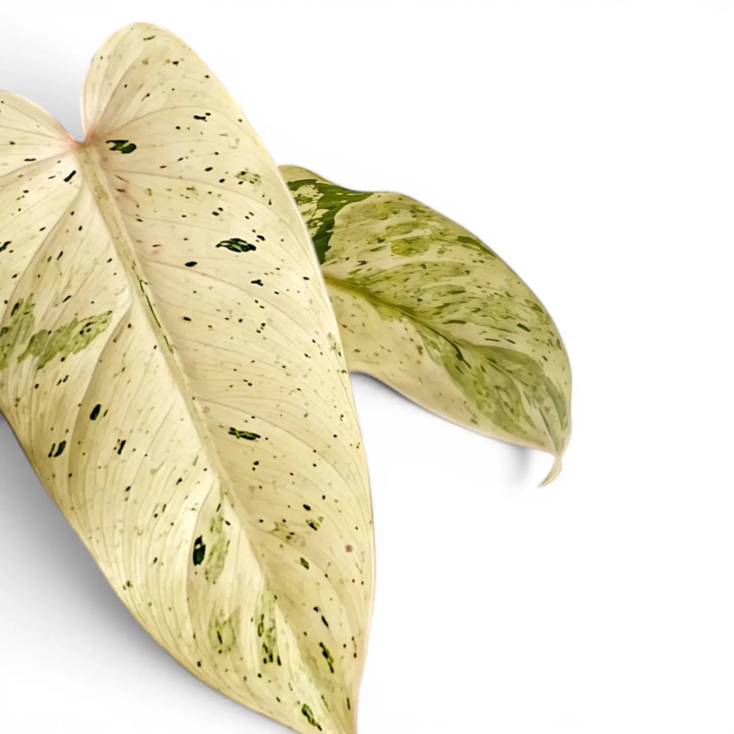 Philodendron 'Whipple Way' variegated foliage close-up