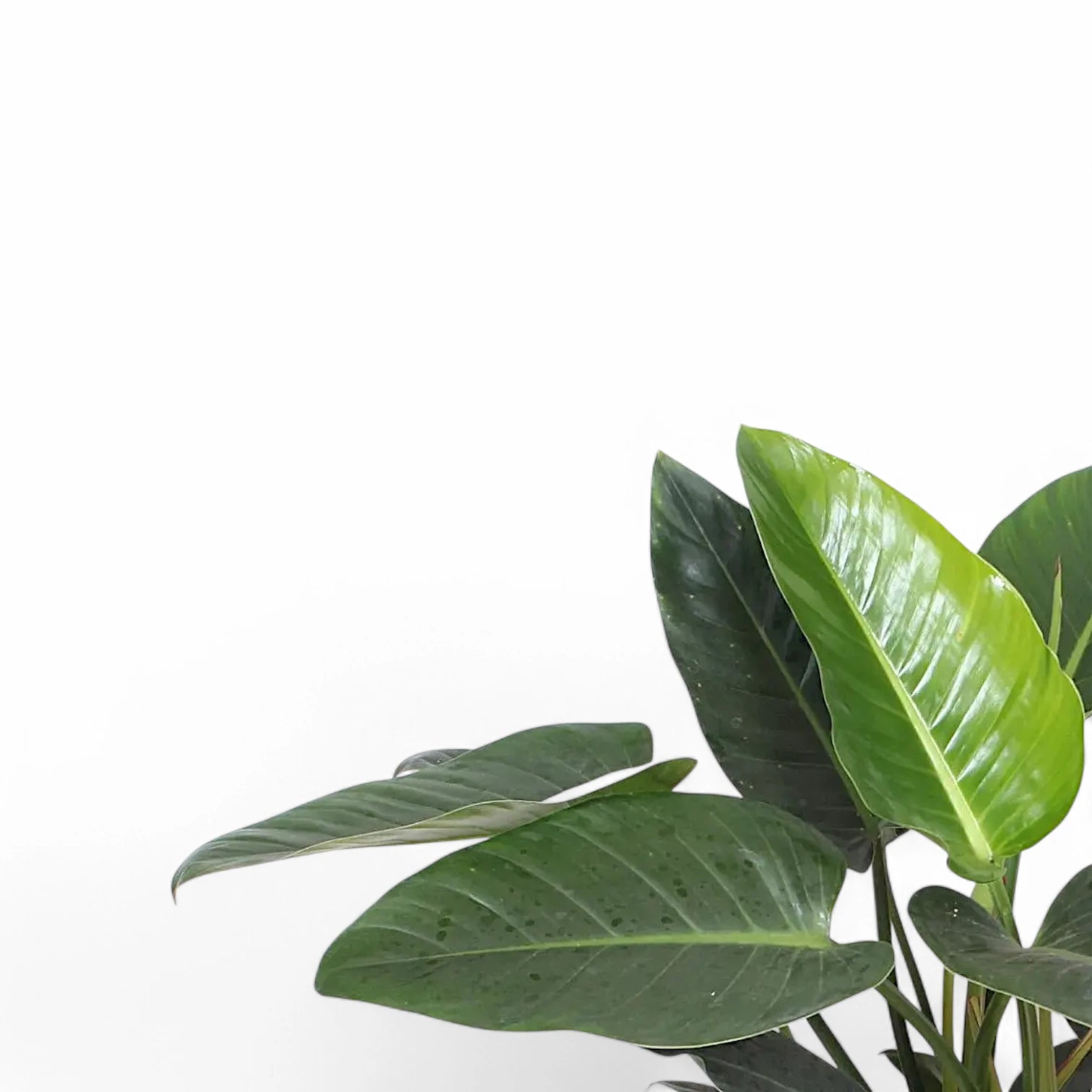 Philodendron 'Congo Green' – Blattdetail vor weißem Hintergrund..