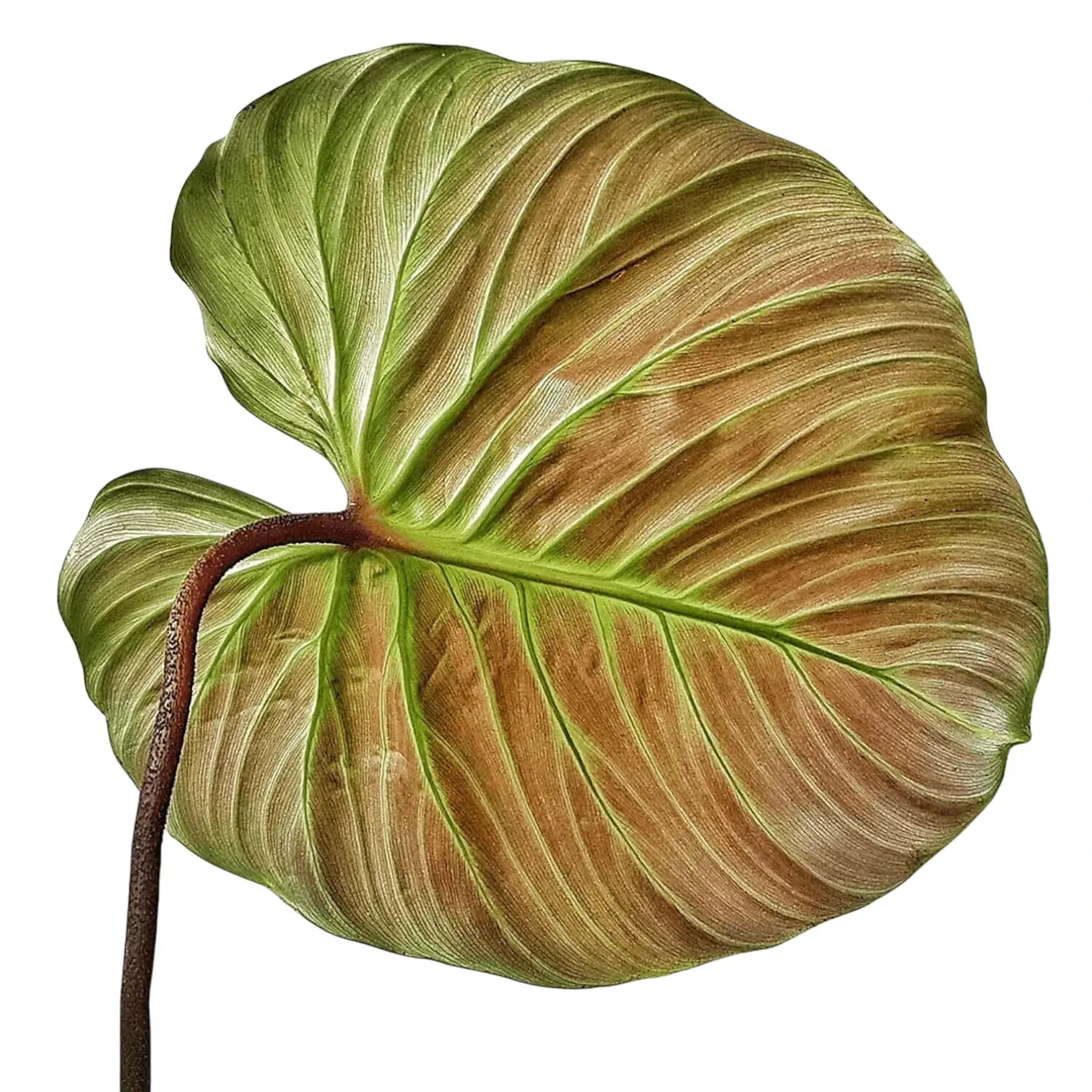 Philodendron 'El Choco red' (Philodendron rubrijuvenile) – Blattdetail vor weißem Hintergrund..