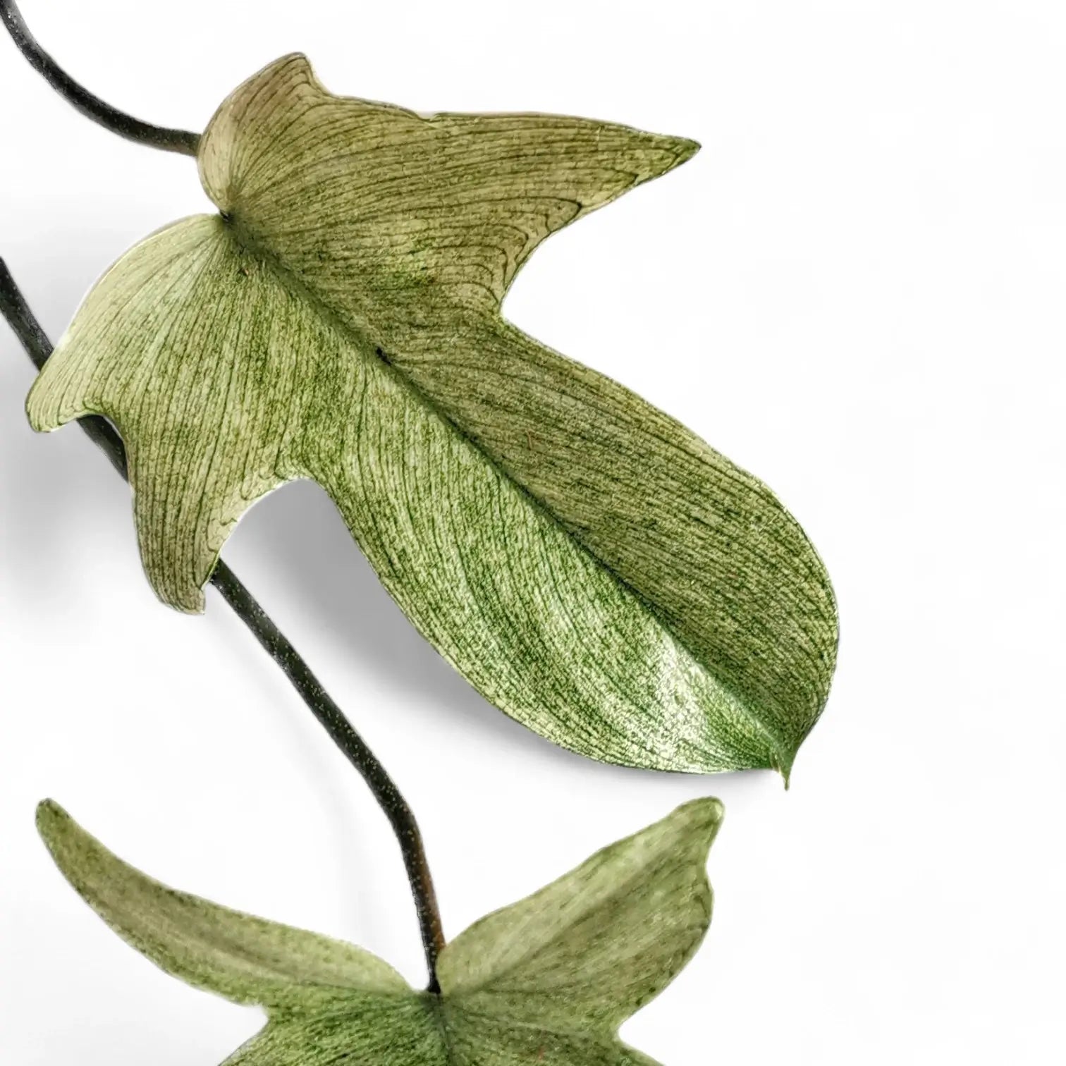 Philodendron 'Florida Ghost' – Blattdetail vor weißem Hintergrund..