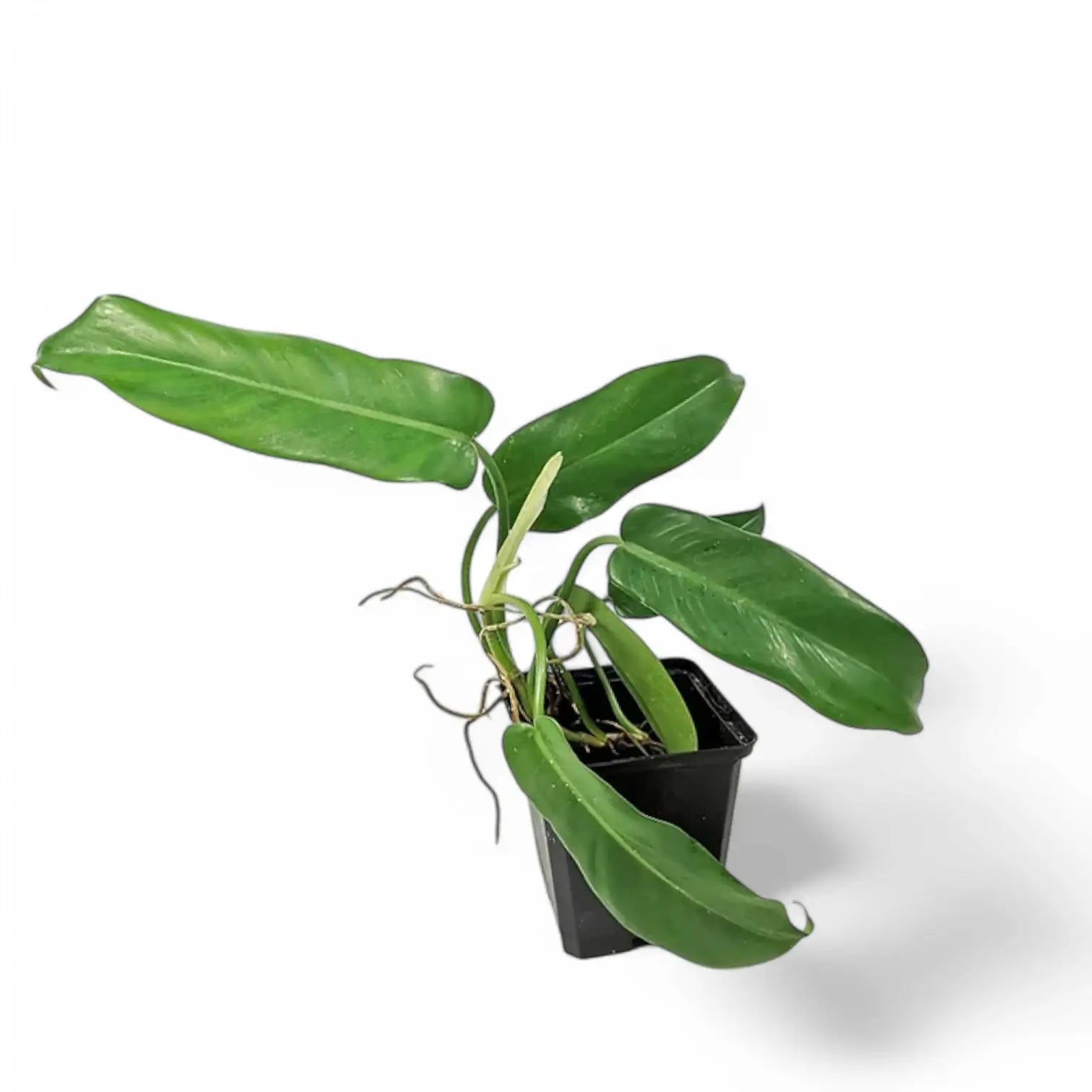 Philodendron 'Jerry Horne' potted houseplant in nursery pot on white background, product photo 3.