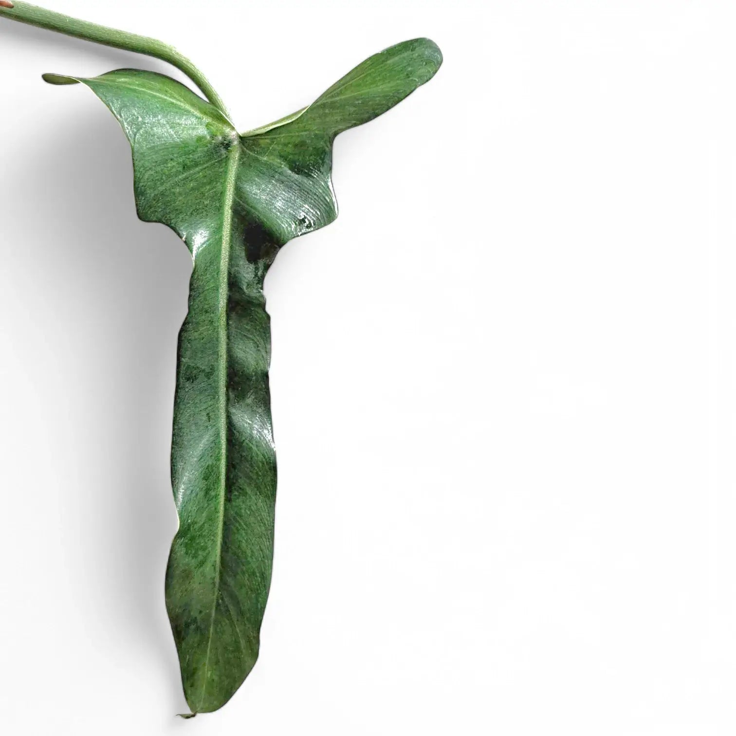 Philodendron 'Jerry Horne' potted houseplant in nursery pot on white background, product photo 7.