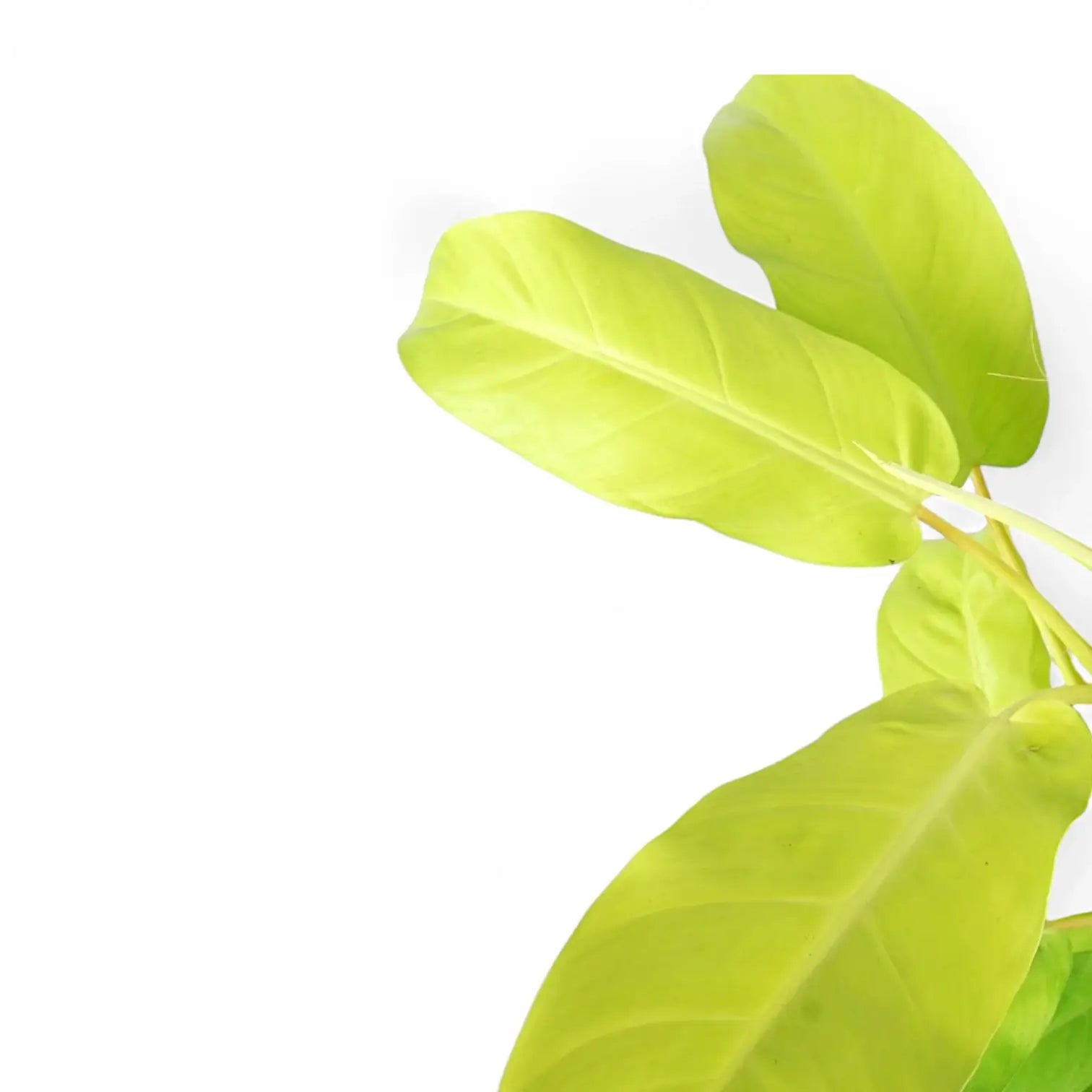 Philodendron 'Malay Gold' – Blattdetail vor weißem Hintergrund..