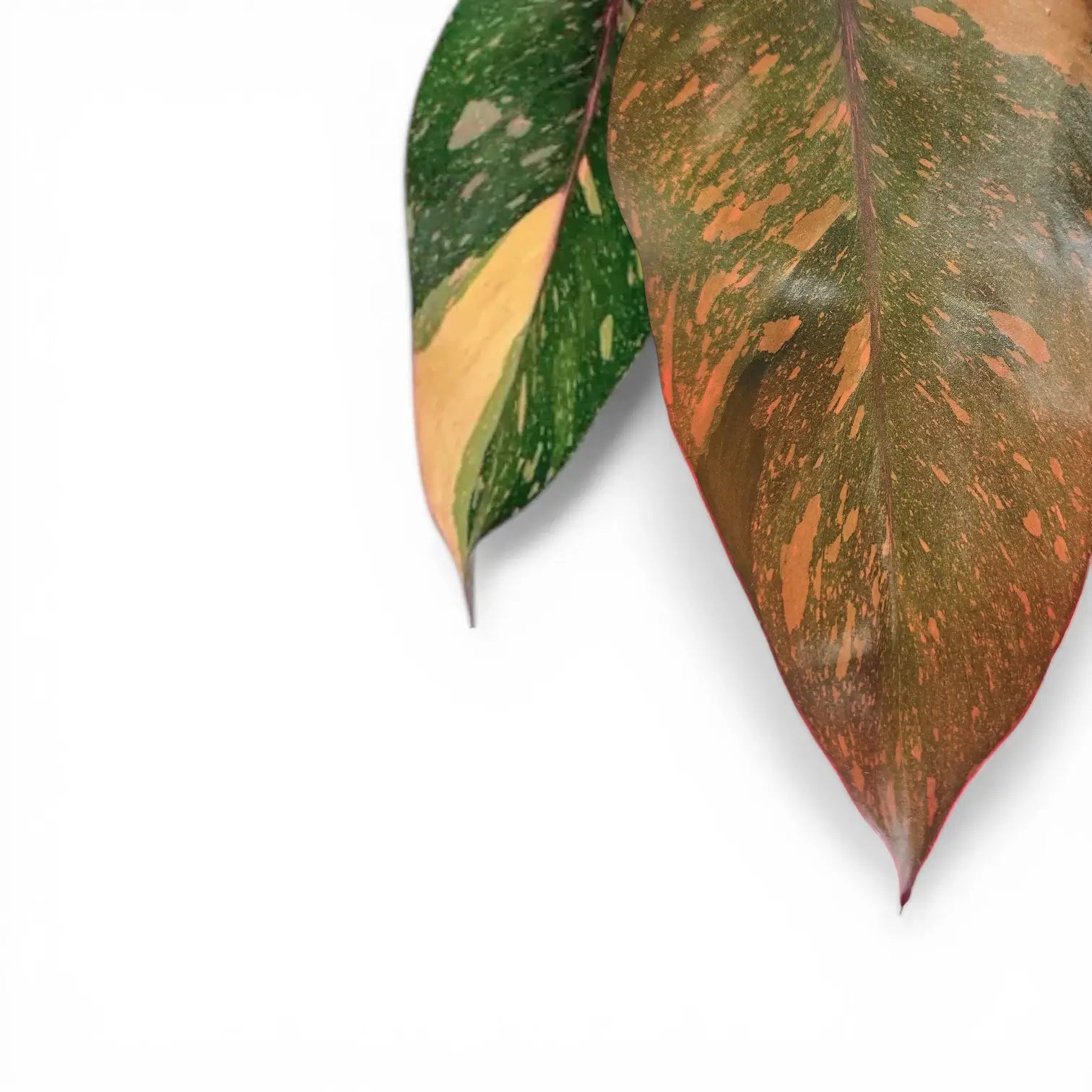Philodendron 'Orange Princess' als Topfpflanze im Kulturtopf vor weißem Hintergrund.