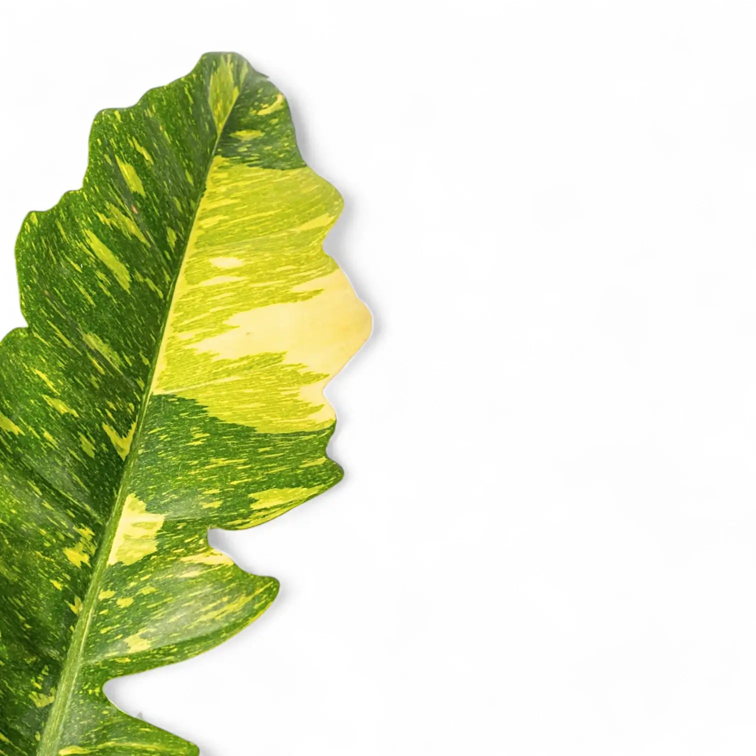 Philodendron 'Ring of fire' – Blattdetail vor weißem Hintergrund..