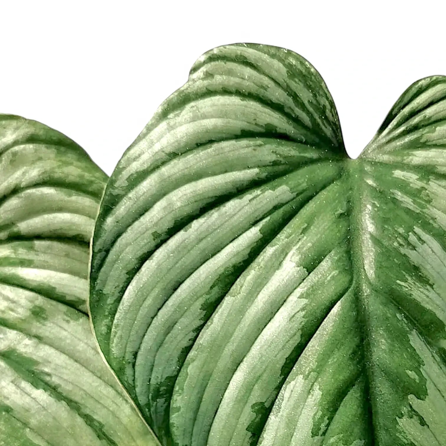 Philodendron 'Silver cloud' – Blattdetail vor weißem Hintergrund..
