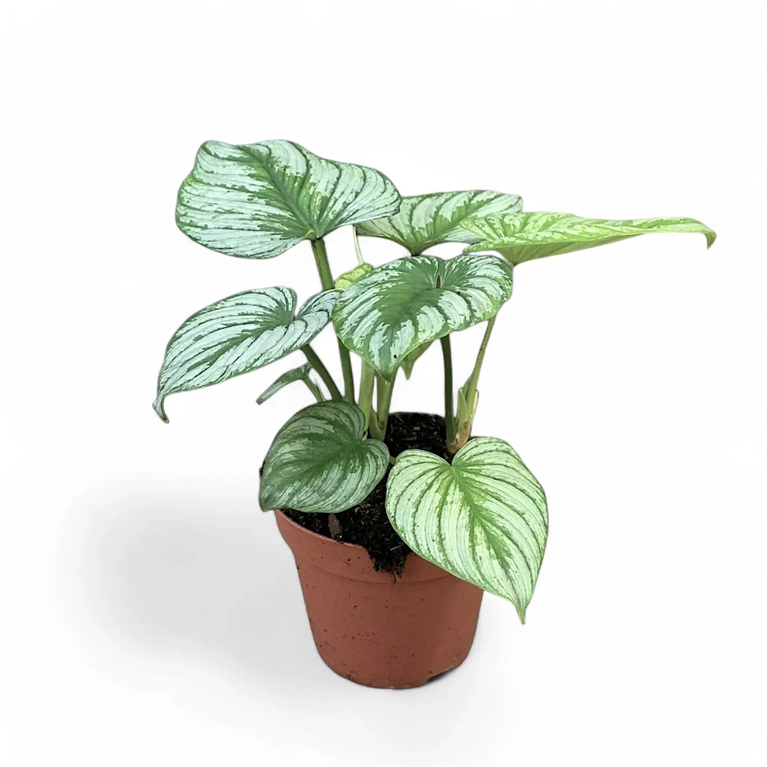 Philodendron 'Silver cloud' Zimmerpflanze im Anzuchttopf vor weißem Hintergrund, Produktfoto 4.