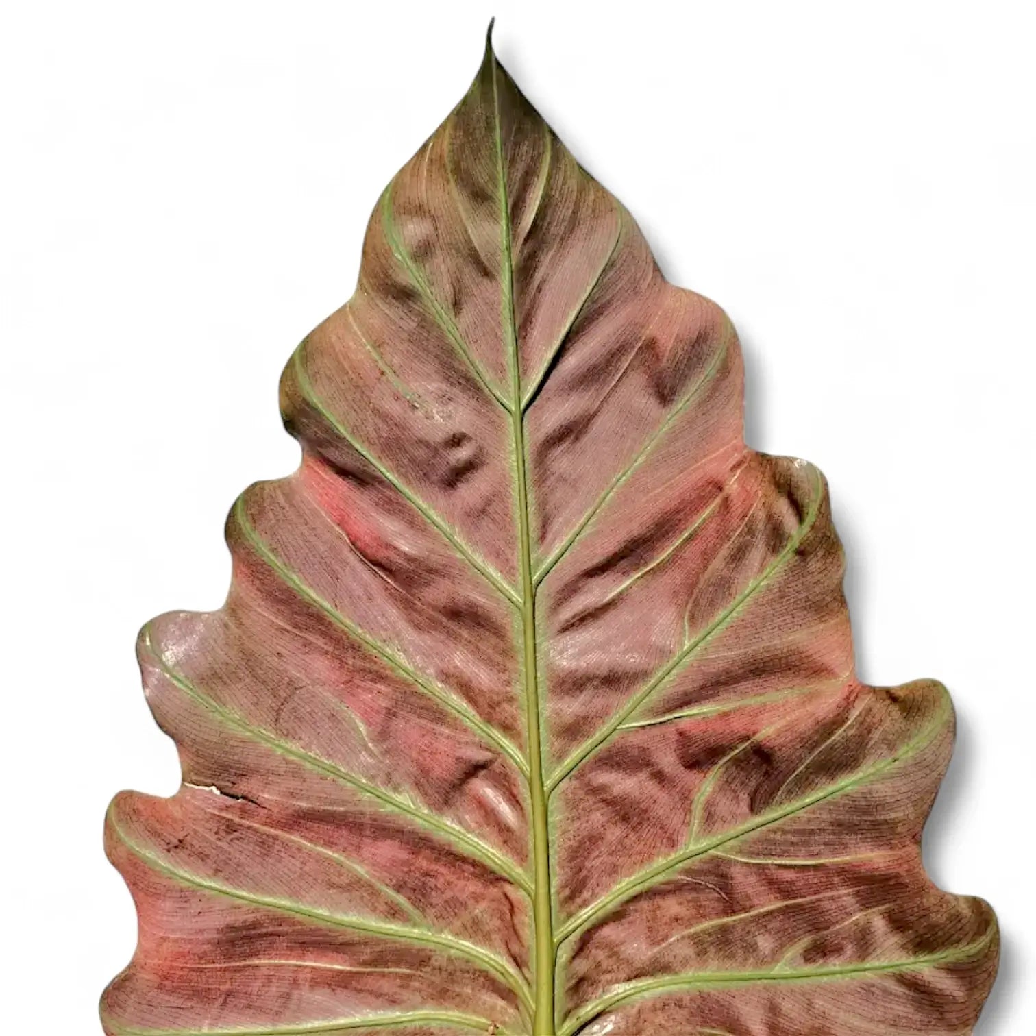 Philodendron corsinianum Zimmerpflanze im Anzuchttopf vor weiĂem Hintergrund, Produktfoto 6.