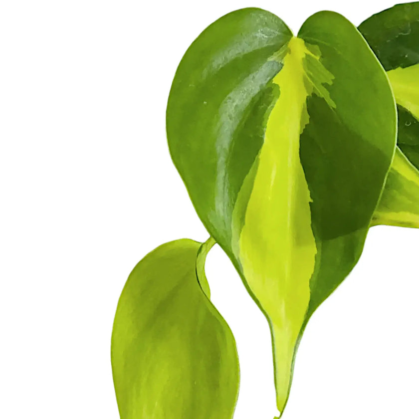 Philodendron hederaceum var. oxycardium 'Brasil' – Blattdetail vor weißem Hintergrund..