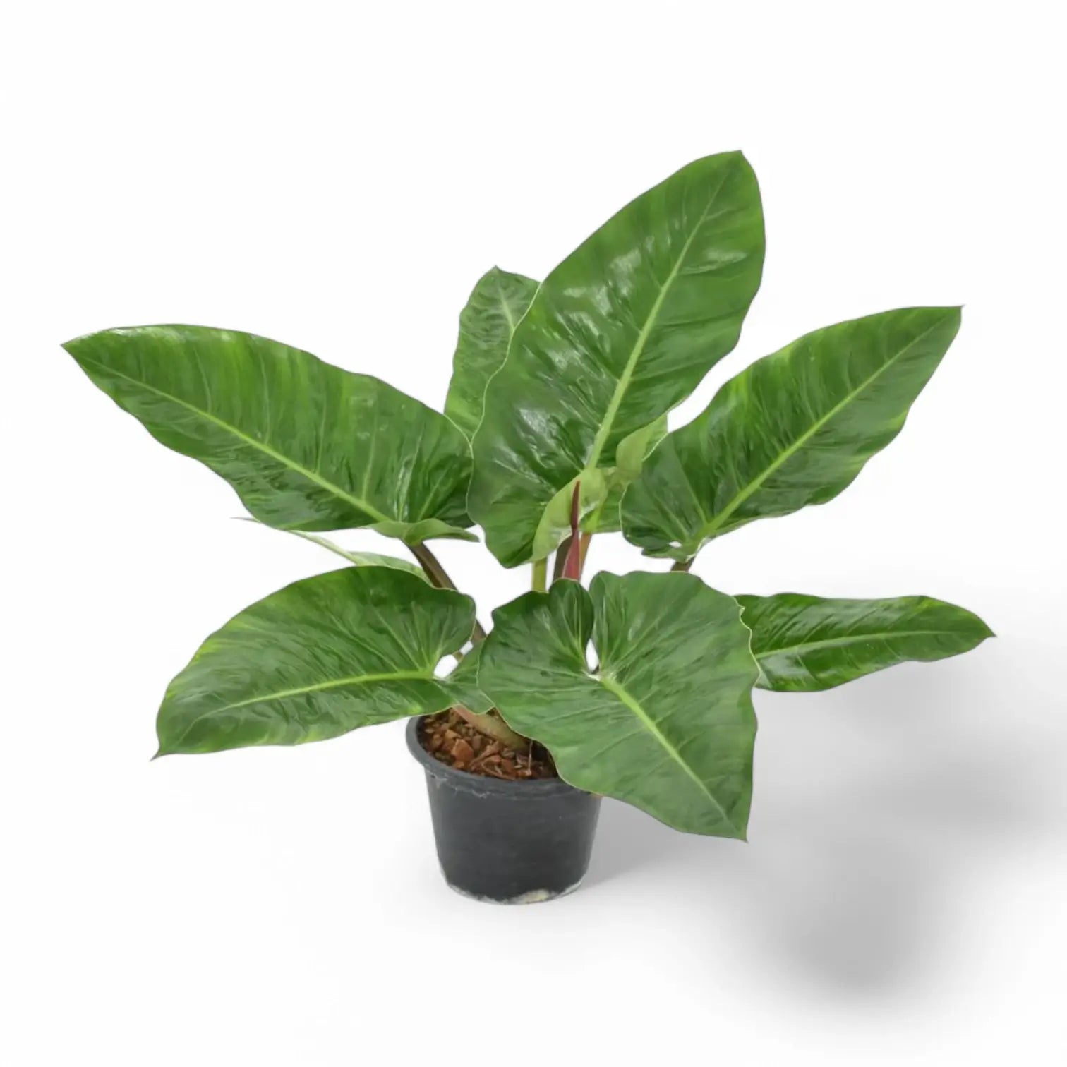 Philodendron melinonii potted houseplant in nursery pot on white background, product photo 3.