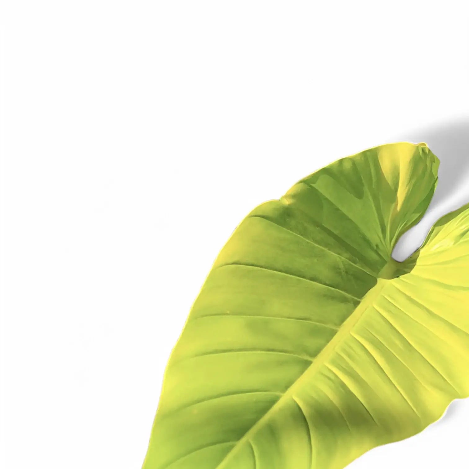 Philodendron melinonii 'Ghost' – Blattdetail vor weißem Hintergrund..