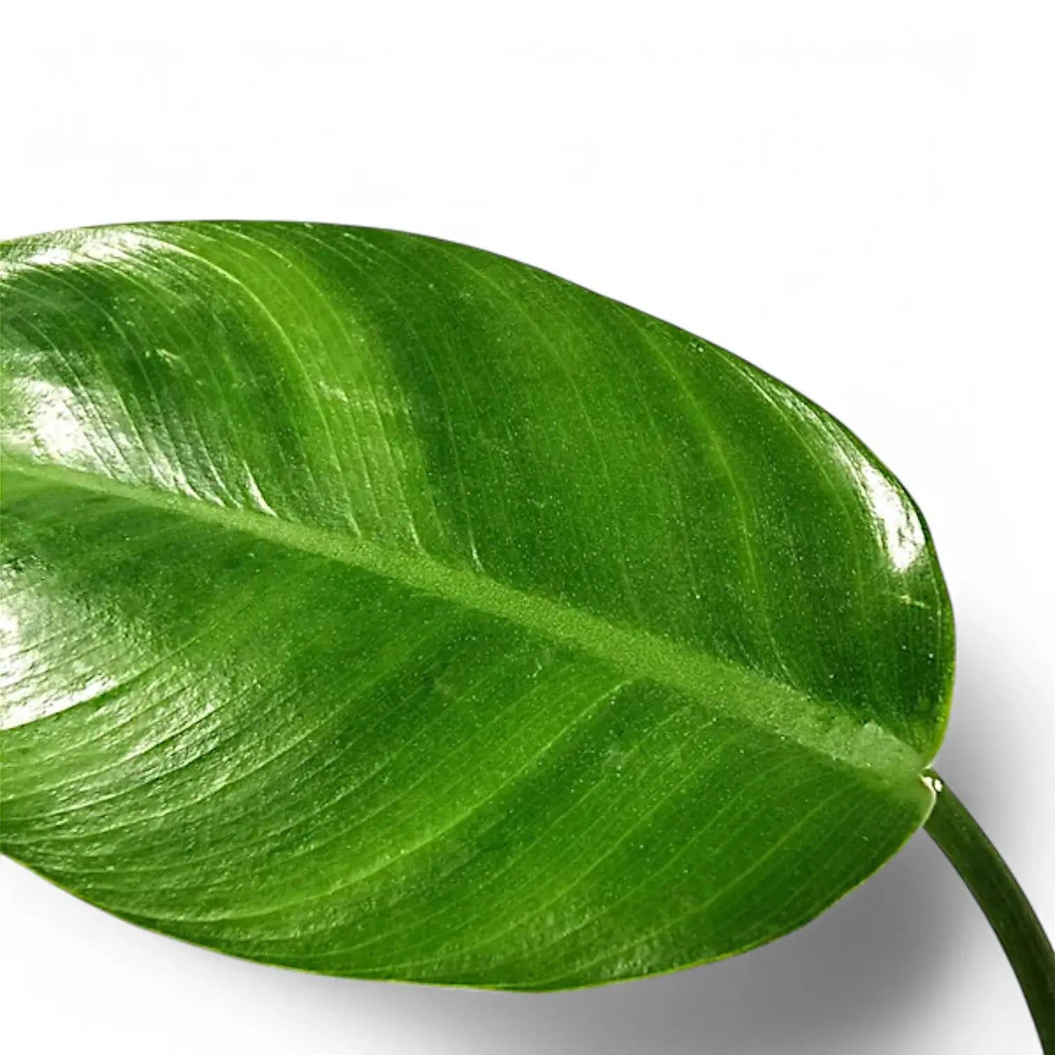 Philodendron renauxii – Blattdetail vor weißem Hintergrund..