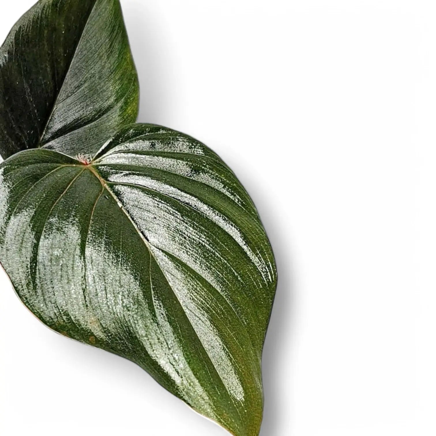 Philodendron serpens – Blattdetail vor weißem Hintergrund..