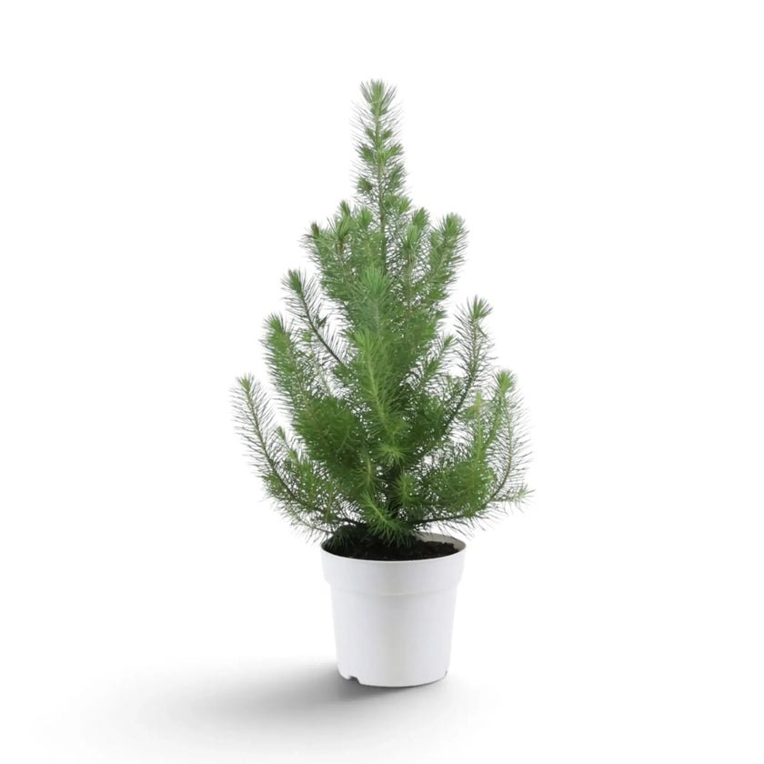 Pinus pinea ‘Silver Crest’ mit aufrecht wachsenden Zweigen im weißen Topf