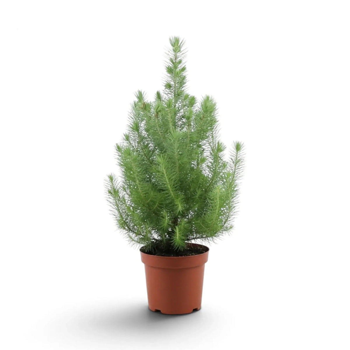 Pinus pinea 'Silver Crest' with upright needle-covered branches in a terracotta pot