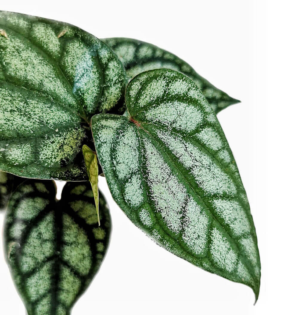 Piper argyrites, silver â Blattdetail vor weiĂem Hintergrund..