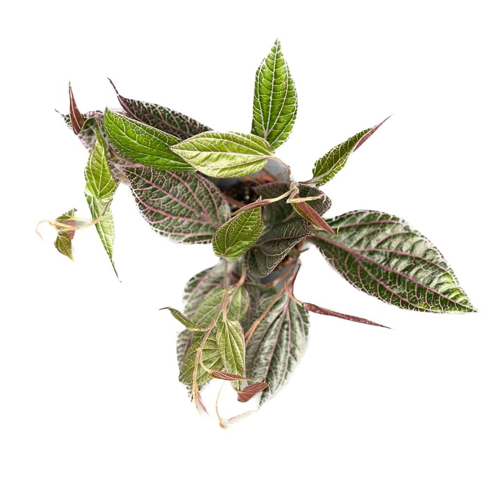 Piper sp. Sumatera 'Pink veins' potted houseplant in nursery pot on white background, product photo 2.