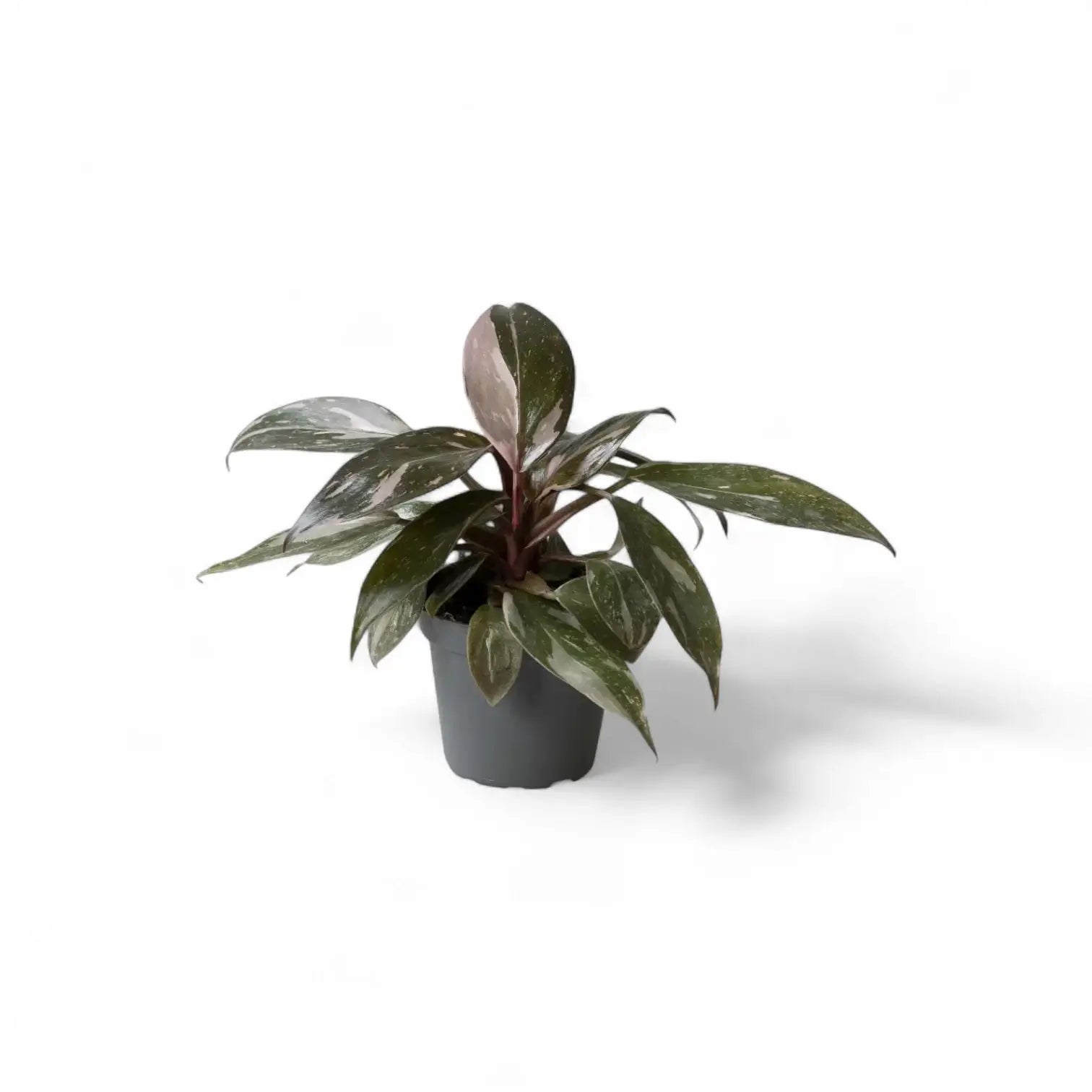 Plant Set: Baby Plant Bestsellers potted houseplant in nursery pot on white background, product photo 4.