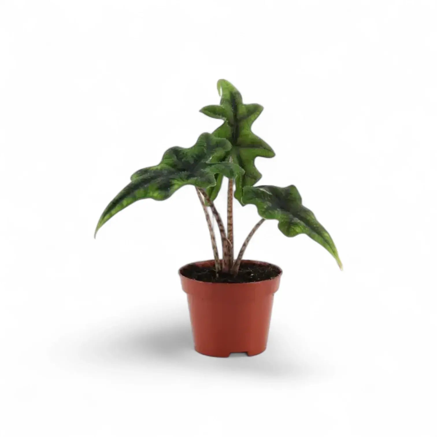 Plant Set: Baby Plant Bestsellers potted houseplant in nursery pot on white background, product photo 5.