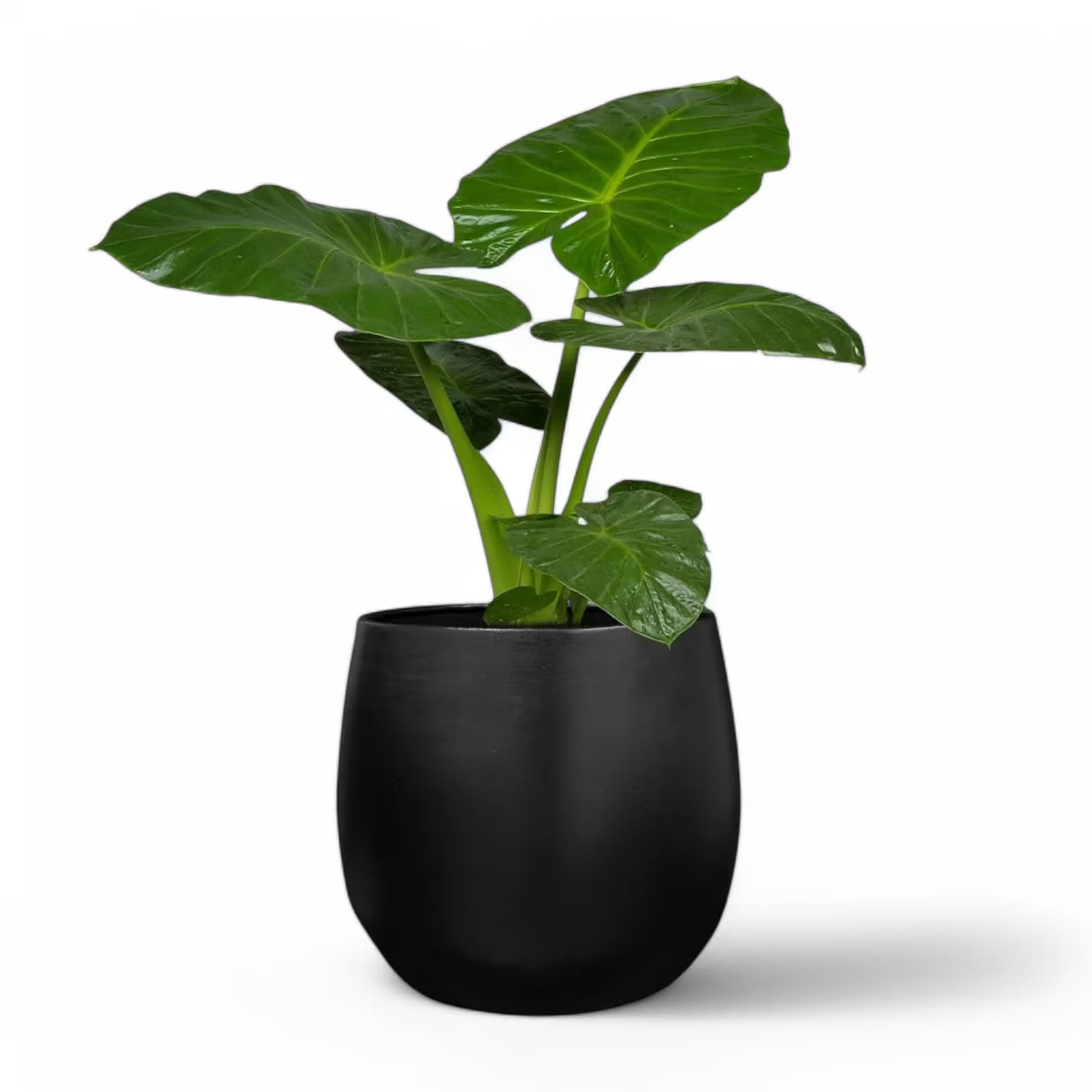 Planter 'Stijn' on white background, product photo 14.