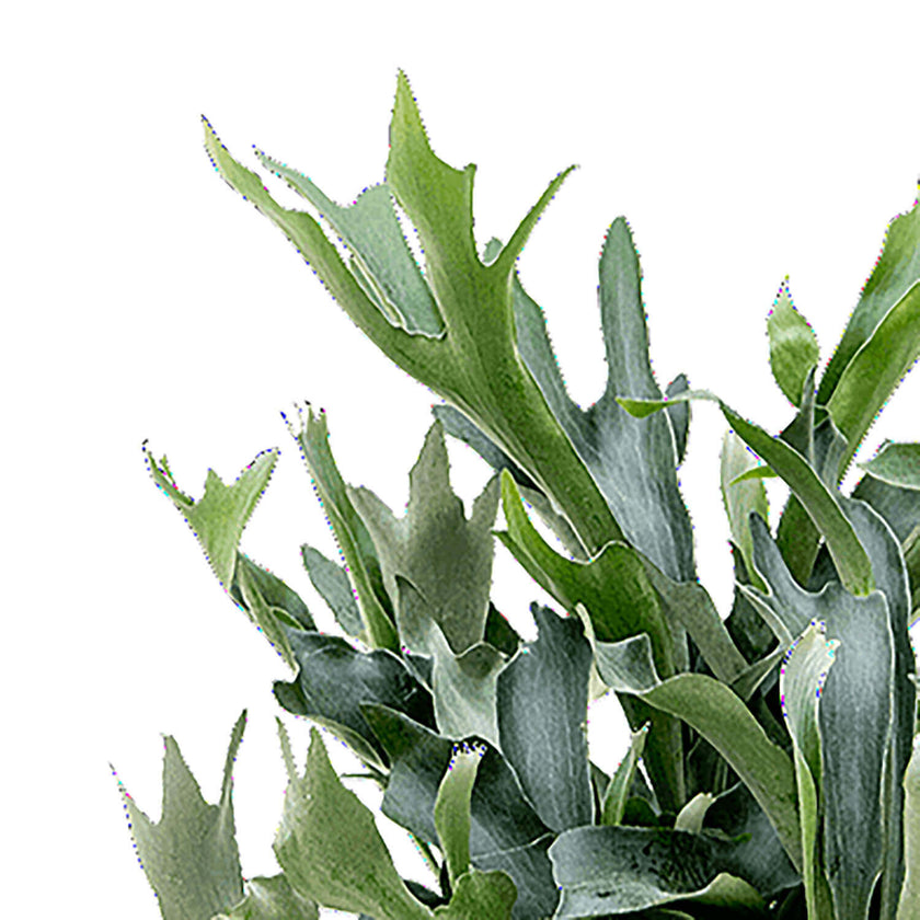 Platycerium bifurcatum – Blattdetail vor weißem Hintergrund..