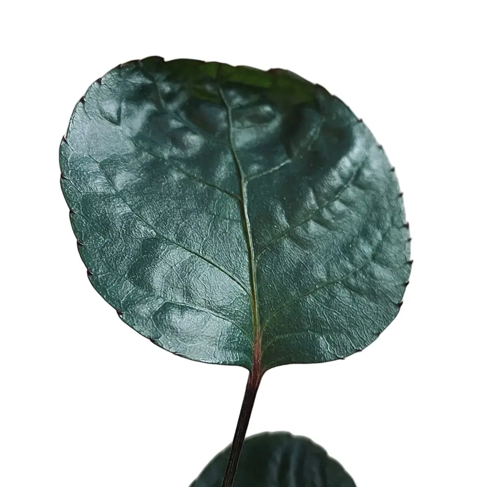 Polyscias scutellaria 'Fabian' – Blattdetail vor weißem Hintergrund..