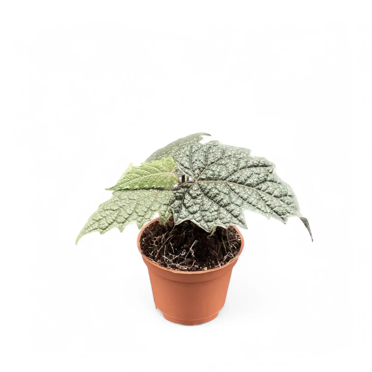 Pterisanthes sp. Papua Zimmerpflanze im Anzuchttopf vor weißem Hintergrund, Produktfoto 3.