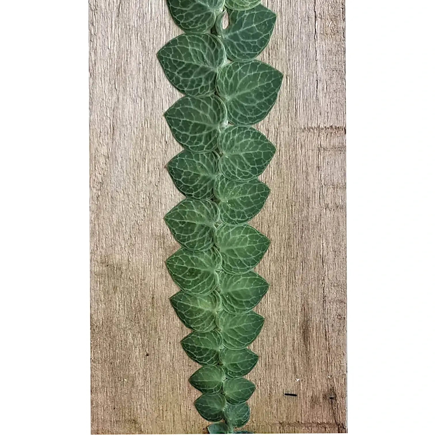 Rhaphidophora cryptantha Zimmerpflanze im Anzuchttopf vor weißem Hintergrund, Produktfoto 2.