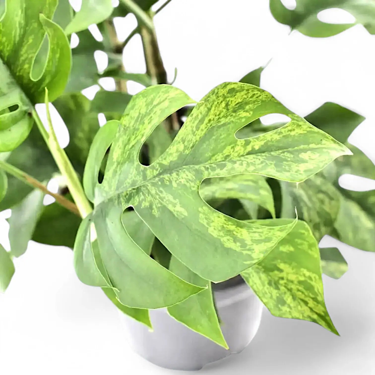 Rhaphidophora tetrasperma variegata 'Mint' Zimmerpflanze im Anzuchttopf vor weißem Hintergrund, Produktfoto 2.