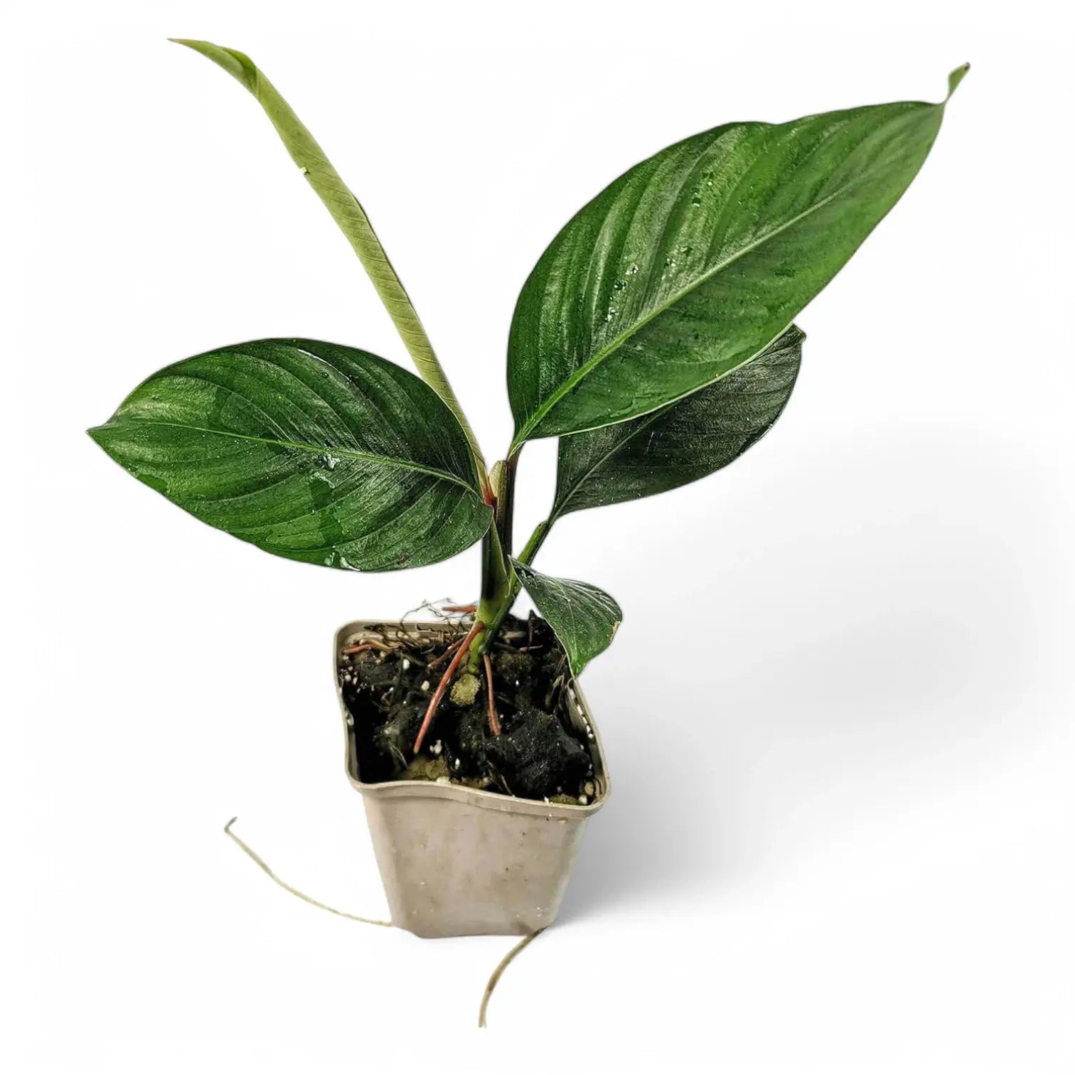 Rhodospatha moritziana Zimmerpflanze im Anzuchttopf vor weißem Hintergrund, Produktfoto 4.