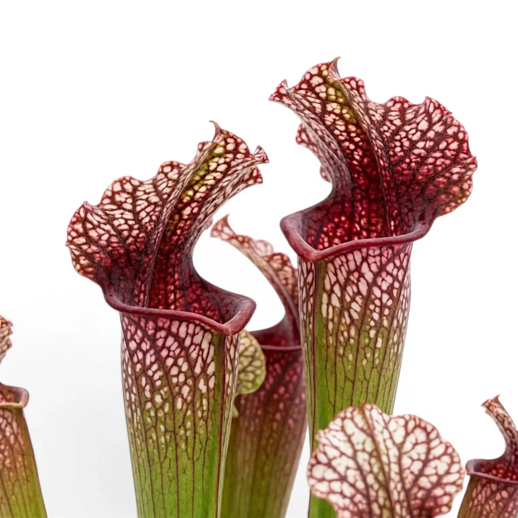 Sarracenia Juthatip Soper close-up with red-green pitcher leaves.