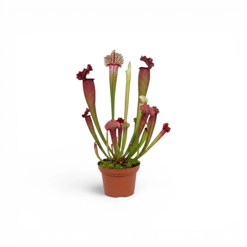 Sarracenia Juthatip Soper pitcher plant with upright pitchers in a nursery pot.