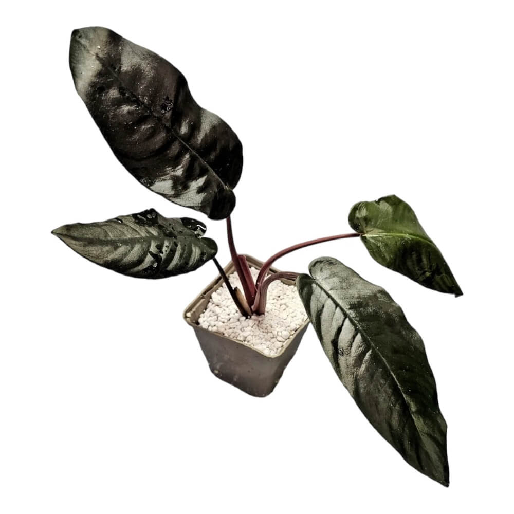 Schismatoglottis metallica potted houseplant in nursery pot on white background, product photo 2.