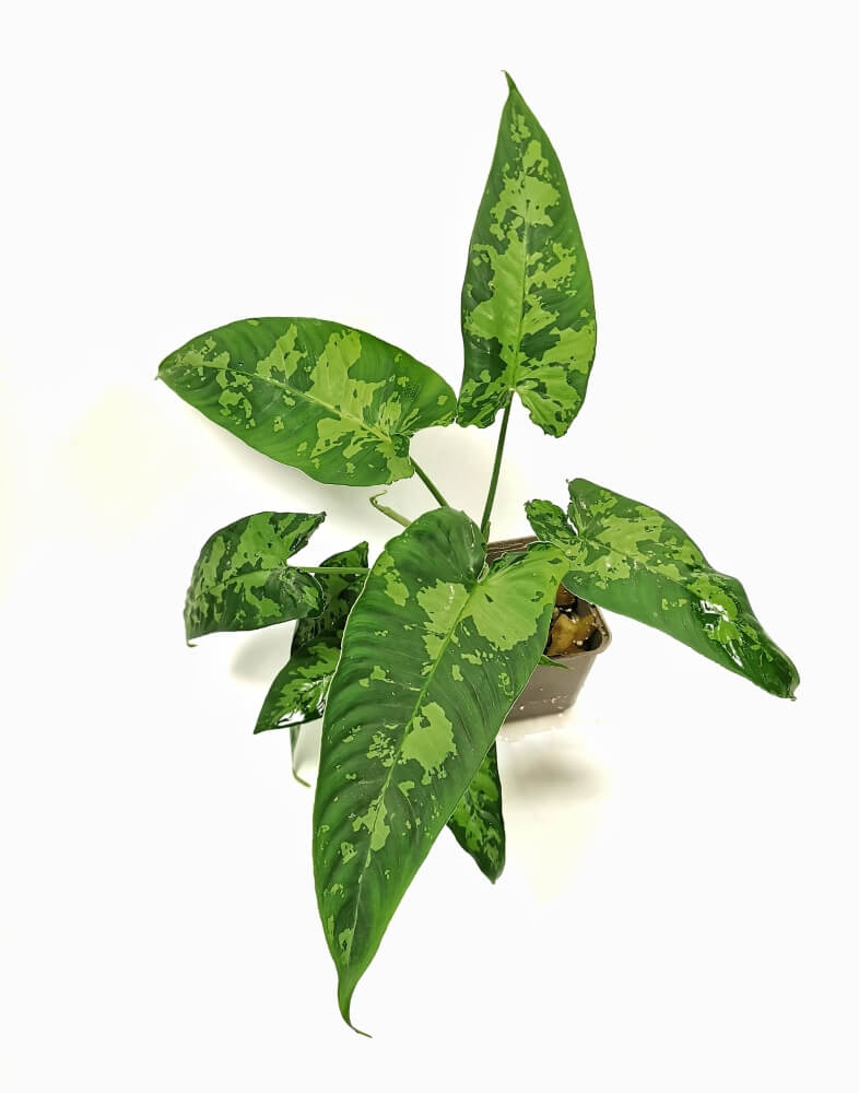 Schismatoglottis sp Zimmerpflanze im Anzuchttopf vor weißem Hintergrund, Produktfoto 4.