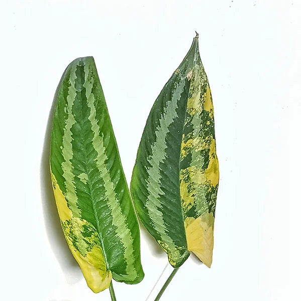 Schismatoglottis wallichii variegata – Blattdetail vor weißem Hintergrund..