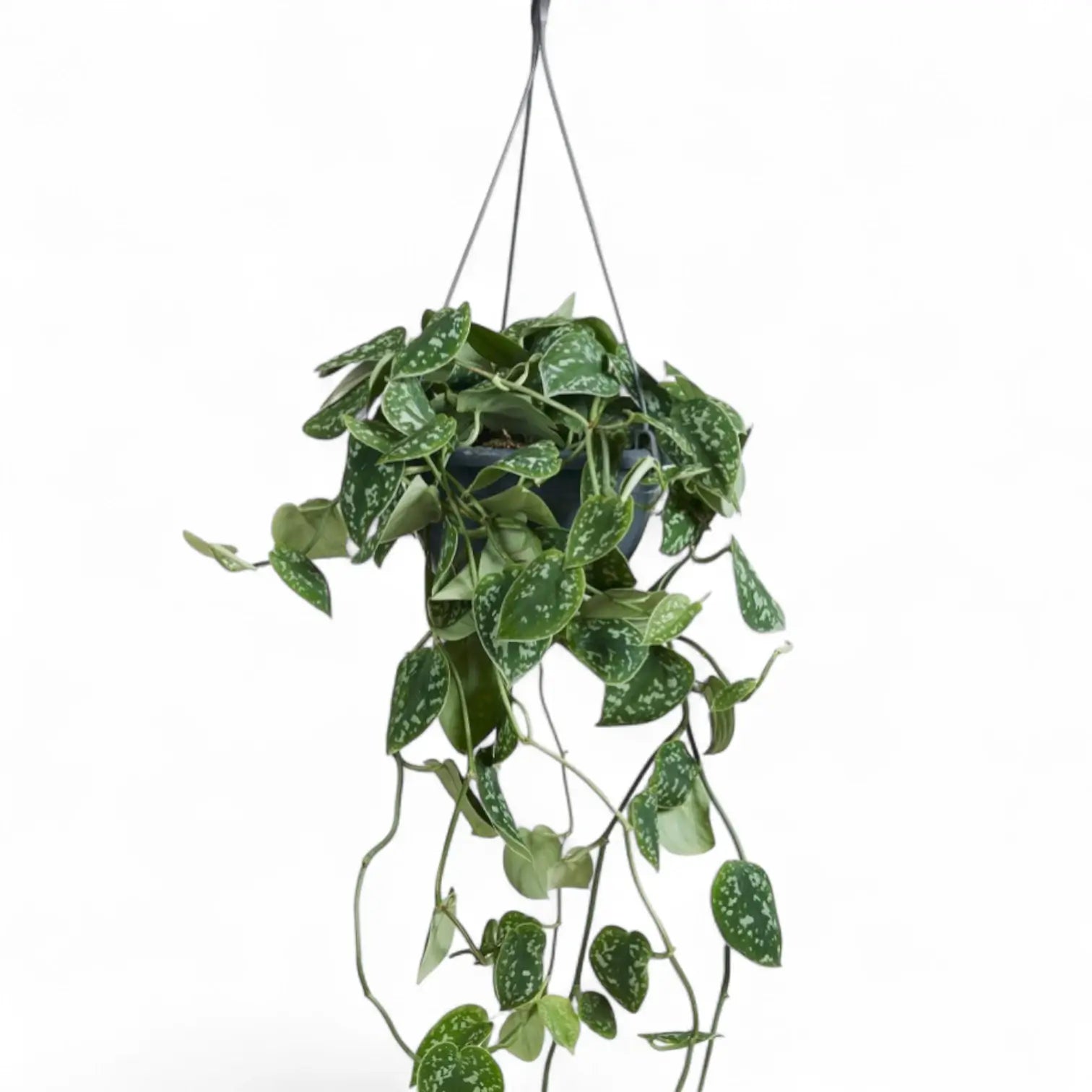 Scindapsus pictus 'Argyraeus' – Detailaufnahme auf weißem Hintergrund.