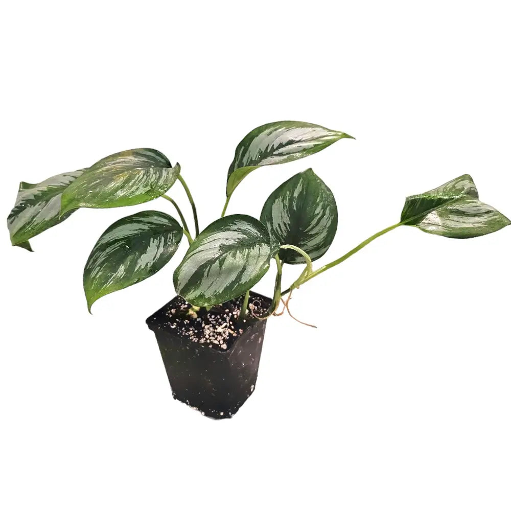 Scindapsus officinalis potted houseplant in nursery pot on white background, product photo 2.