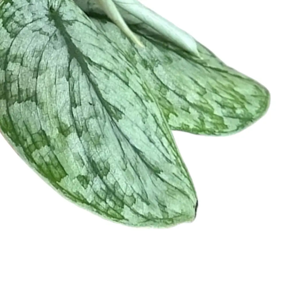 Scindapsus pictus 'Silver Splash' â Blattdetail vor weiĂem Hintergrund..