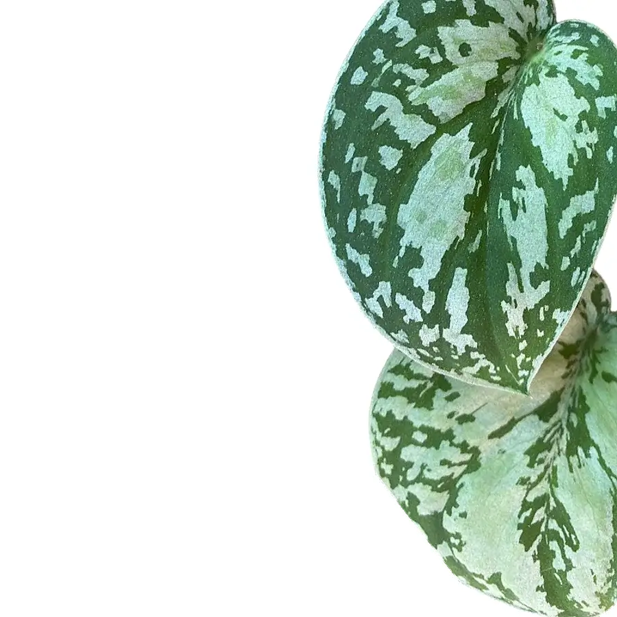 Scindapsus pictus 'Tricolor' leaf close-up on white background.