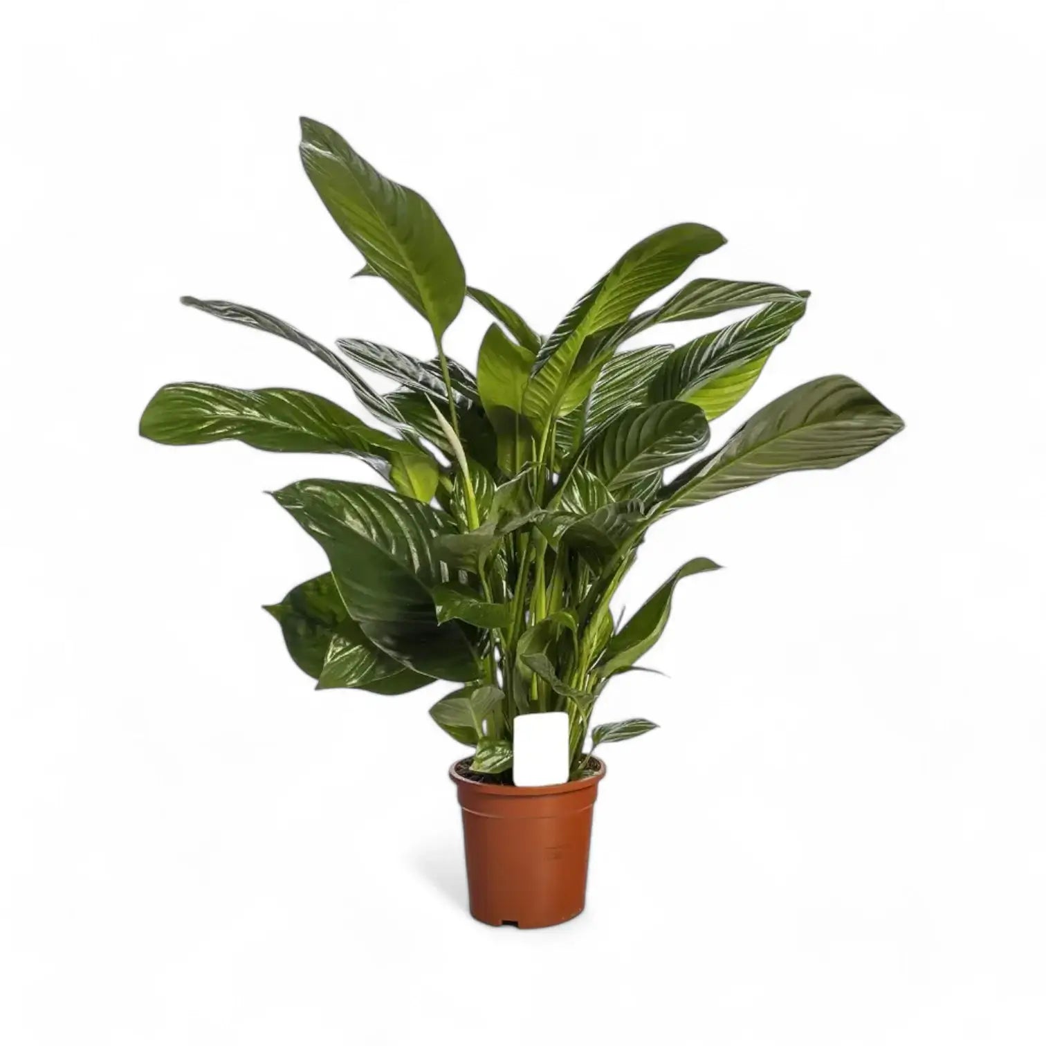 Spathiphyllum 'Sweet Isabella' potted houseplant in nursery pot on white background, product photo 2.