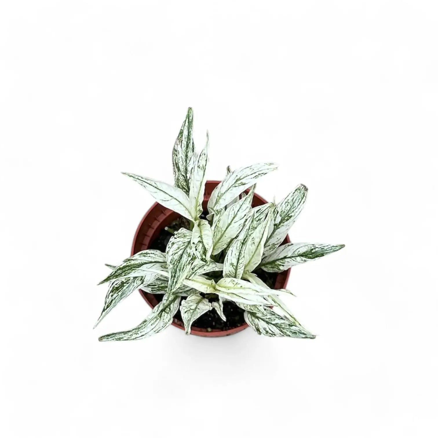 Spathiphyllum wallisii 'Sensation' variegata potted houseplant in nursery pot on white background, product photo 3.