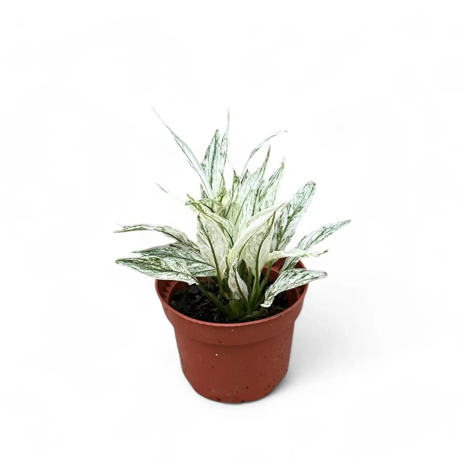 Spathiphyllum wallisii 'Sensation' variegata potted houseplant in nursery pot on white background, product photo 4.