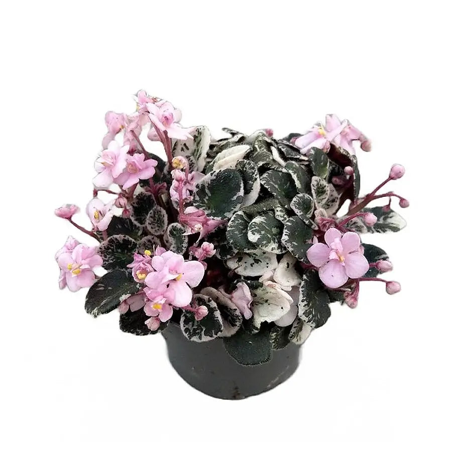 Streptocarpus sect. Saintpaulia 'Little Love Pink' vor weiĂem Hintergrund, Produktfoto 2.
