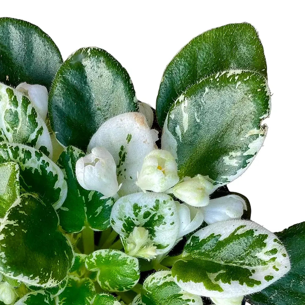 Streptocarpus sect. Saintpaulia 'Snowdrop' Hauptproduktfoto vor weiĂem Hintergrund.