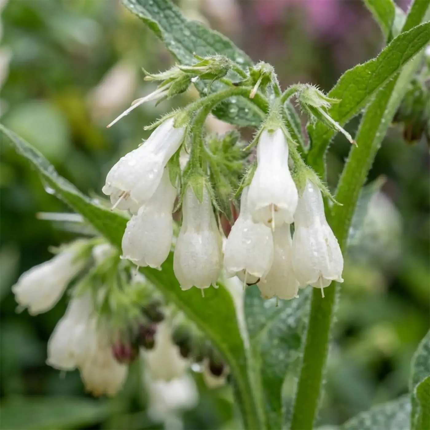 Moist Soil Plants