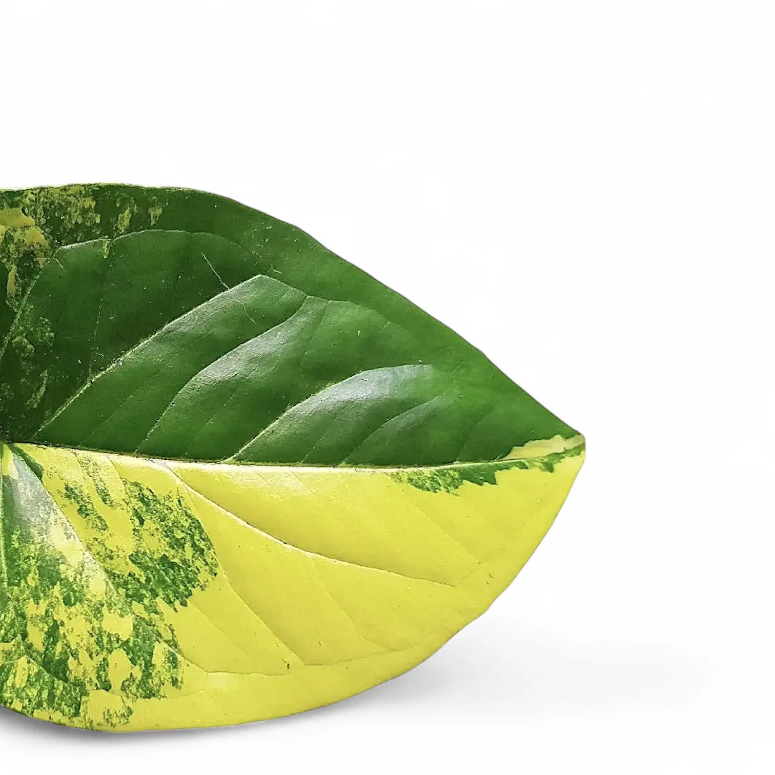 Syngonium podophyllum 'Aureum' leaf close-up on white background.