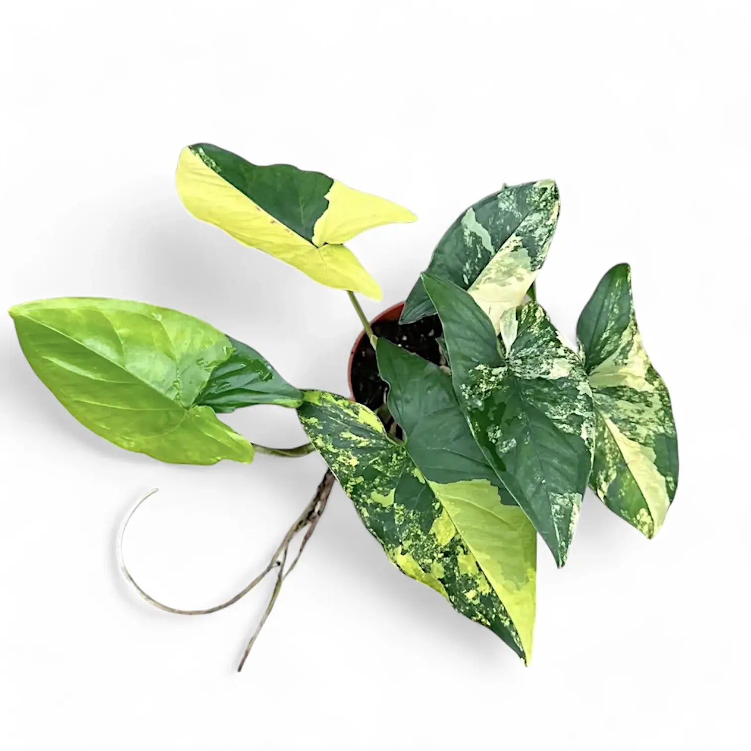 Syngonium podophyllum 'Aureum' potted houseplant in nursery pot on white background, product photo 4.