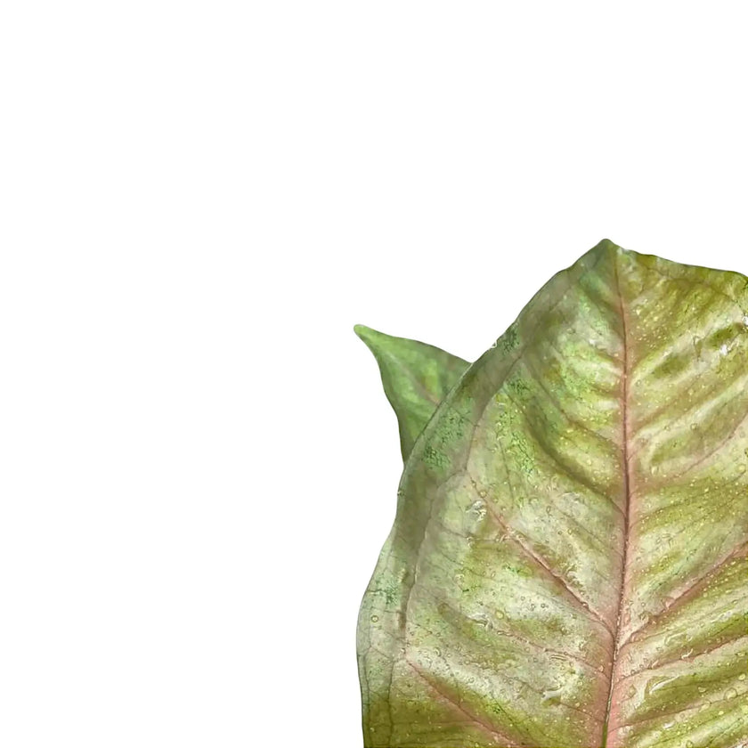 Syngonium podophyllum 'Berry allusion' leaf close-up on white background.