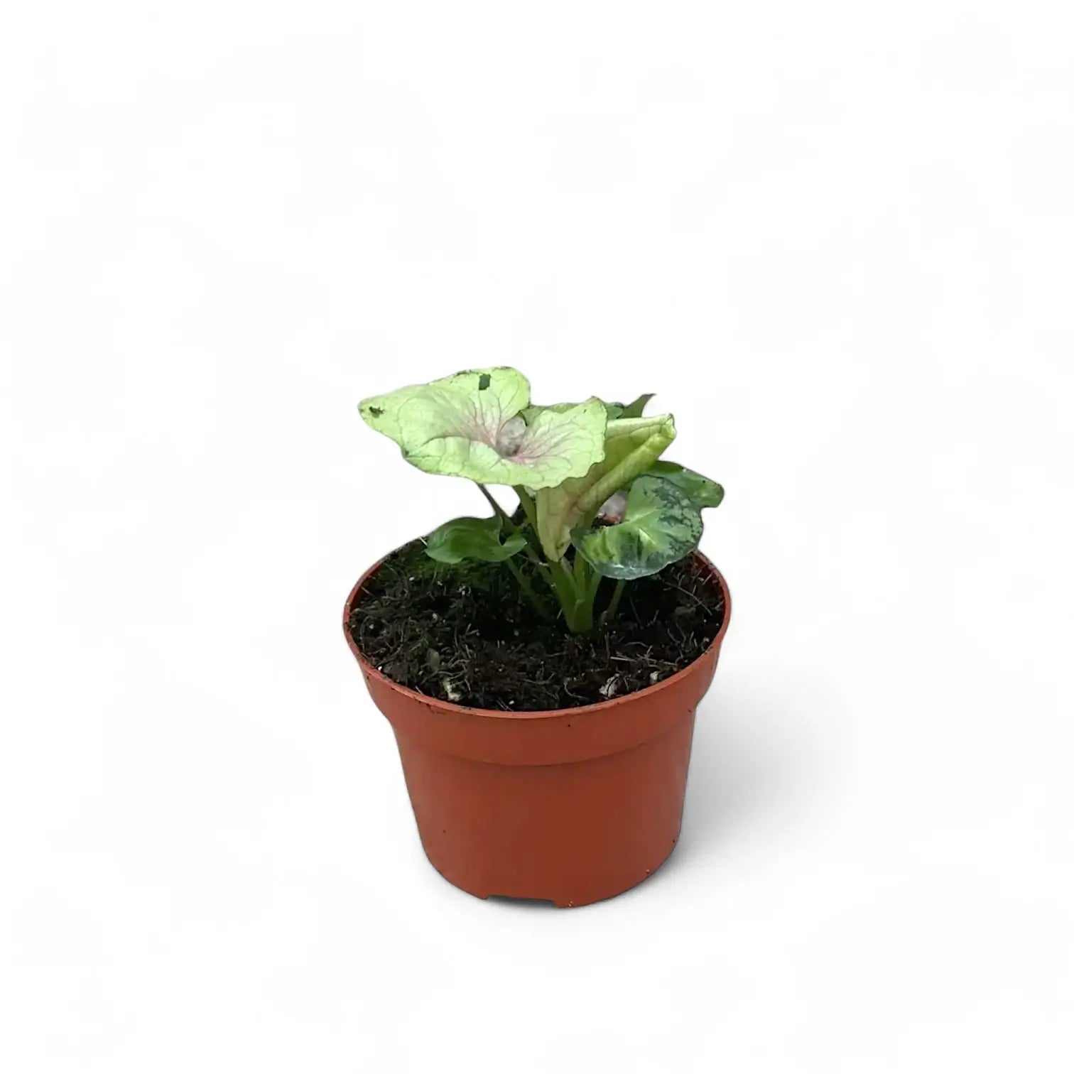 Syngonium podophyllum 'Bob Allusion' potted houseplant in nursery pot on white background, product photo 3.