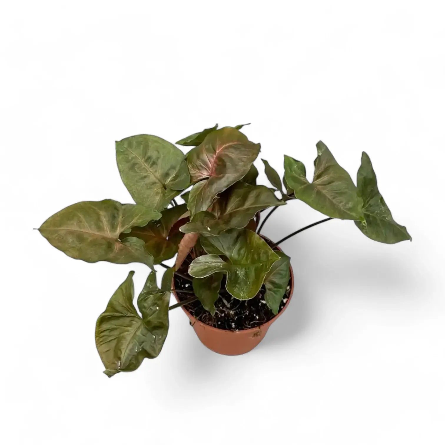 Syngonium podophyllum 'Brocante' potted houseplant in nursery pot on white background, product photo 3.